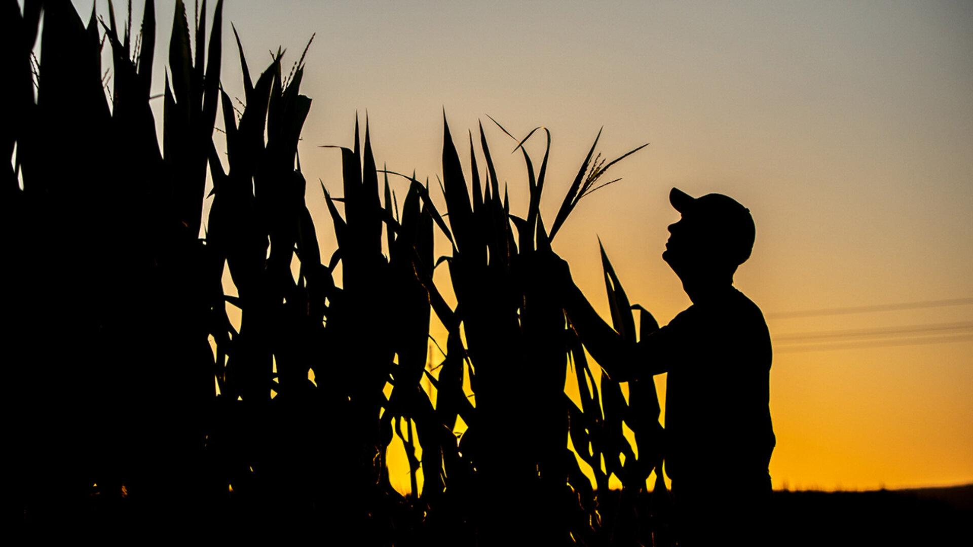What Is IRS Section 180 And How Does It Work Center For Agricultural rsdi-payment-schedule-2024-pdf-erena-jacenta